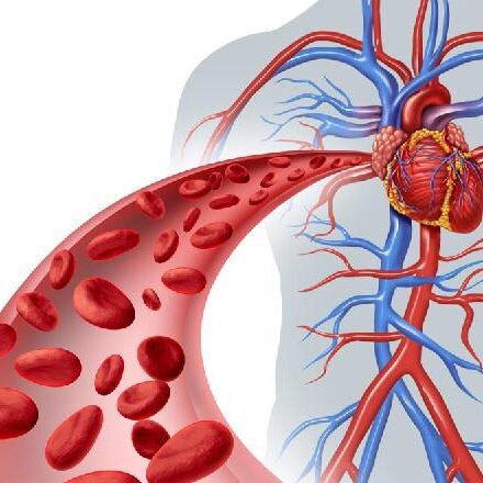 cardiovascular